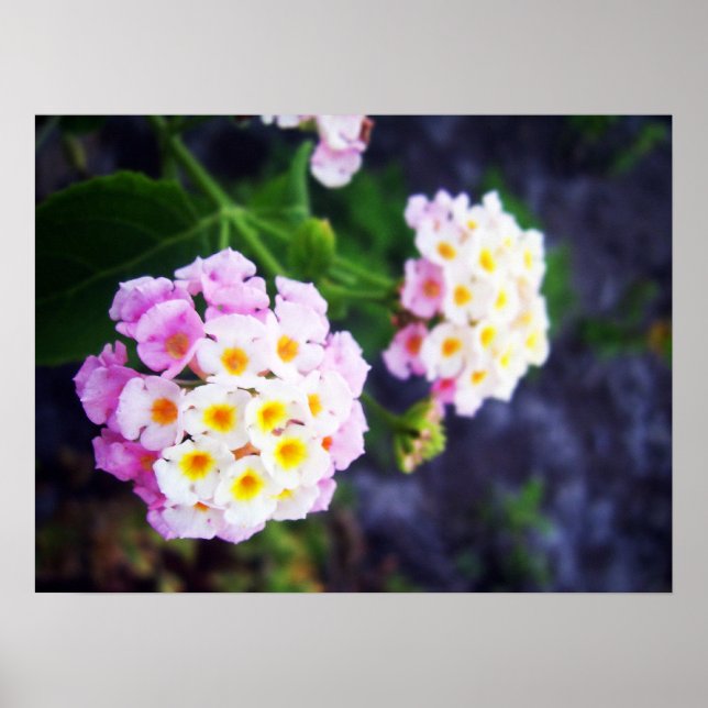 Affiches Lantana (Devant)