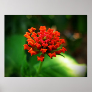 Affiches Lantana