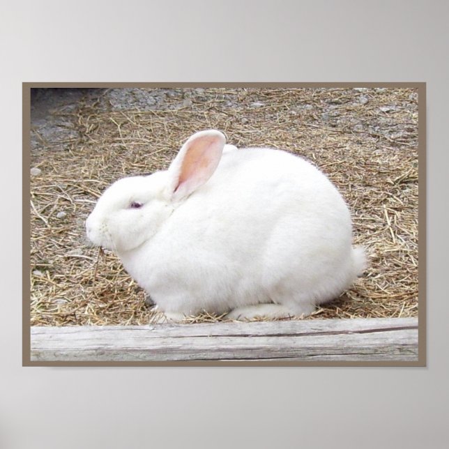Affiches Lapin blanc mou (Devant)