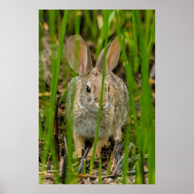 Affiches Lapin de Cottontail du désert (Devant)