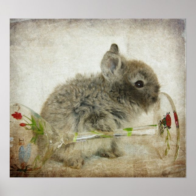 Affiches Lapin en tête de lionhead et Verre à vin (Devant)