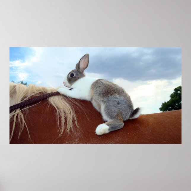 Affiches Lapin hollandais à cheval (Devant)