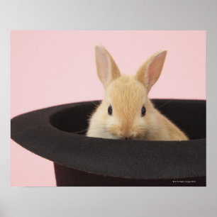 Affiches Lapin Magique