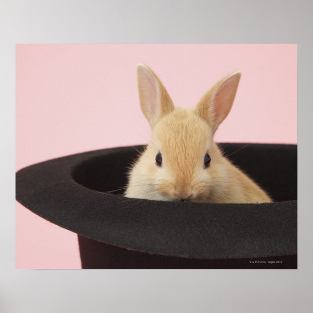 Affiches Lapin Magique (Devant)