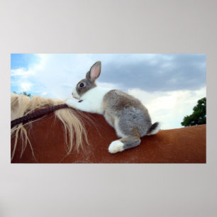 Affiches Lapin néerlandais montant un cheval