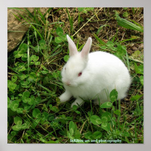 Affiches Lapin shamrock