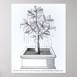 Affiches L'arbre de vie, ou l'arbre qui pleut