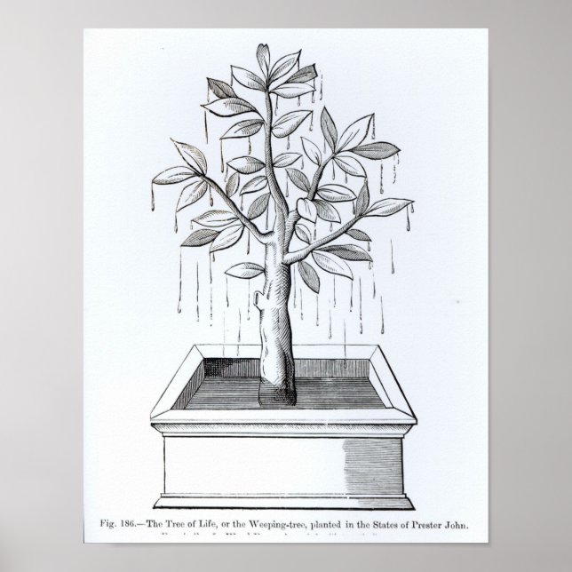 Affiches L'arbre de vie, ou l'arbre qui pleut (Devant)