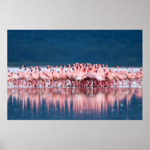 Affiches Large Group of Lesser Flamingos