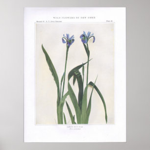 Affiches Larger Blue Flag - Iris versicolor