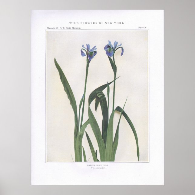 Affiches Larger Blue Flag - Iris versicolor (Devant)