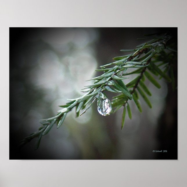 Affiches Larmes à pruches (Devant)