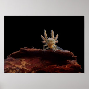 Affiches Larve crêté de triton