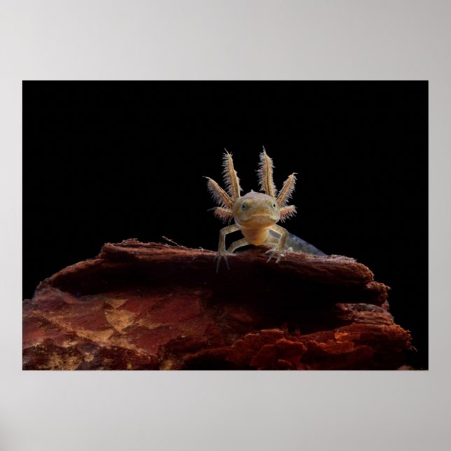 Affiches larve de triton en berceau (Devant)