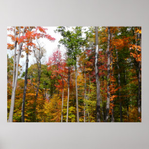 Affiches L'automne dans la forêt Photographie d'automne col