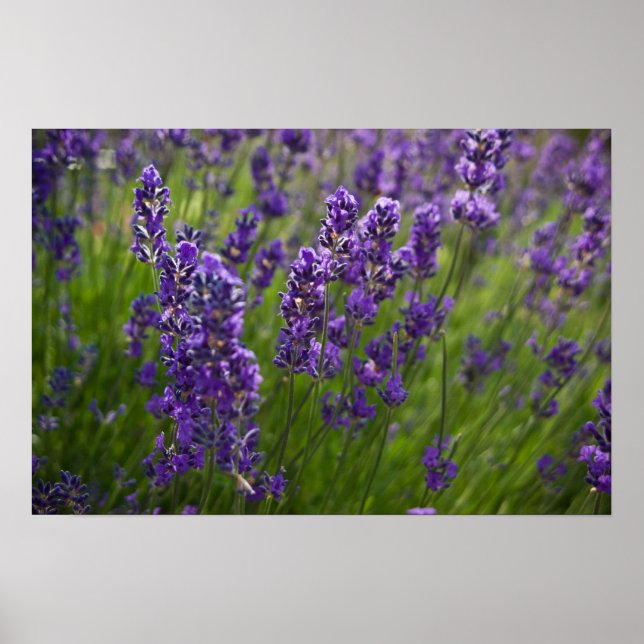 Affiches Lavande | Lavendel (Devant)