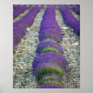 Affiches Lavande, Provence, France
