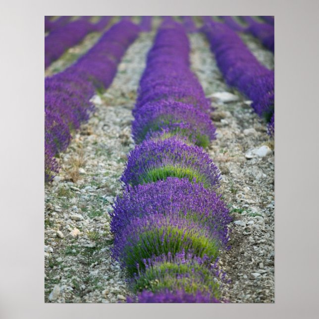Affiches Lavande, Provence, France (Devant)