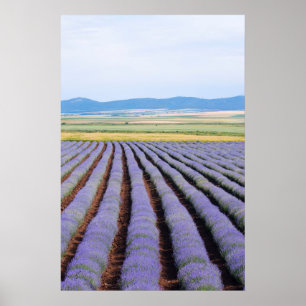 Affiches Lavendar fields