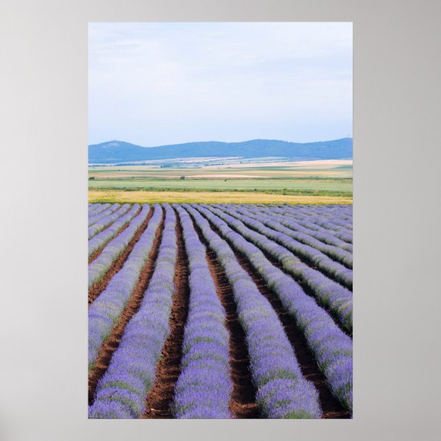 Affiches Lavendar fields (Devant)