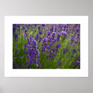 Affiches Lavendar Lavendel