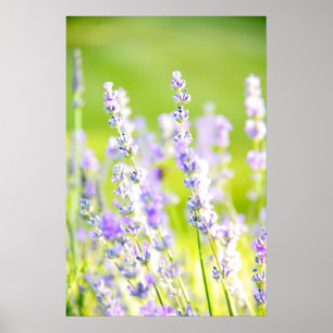 Affiches Lavender Dream