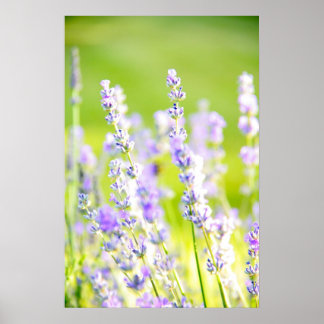 Affiches Lavender Dream