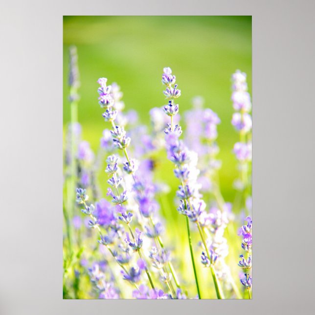 Affiches Lavender Dream (Devant)
