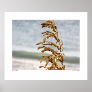 Affiches L'avoine marine, brise marine