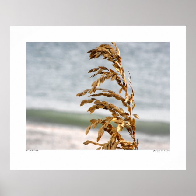 Affiches L'avoine marine, brise marine (Devant)