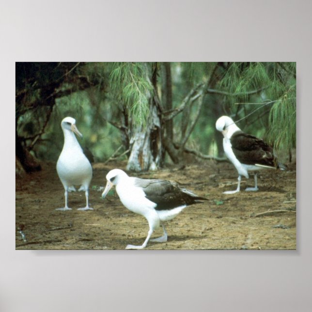 Affiches Laysan Albatross (Devant)
