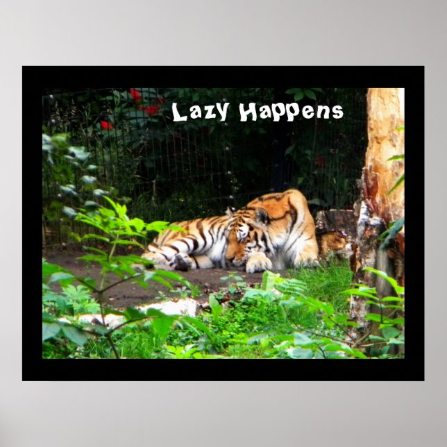 Affiches Lazy arrive le tigre de Sibérie (Devant)