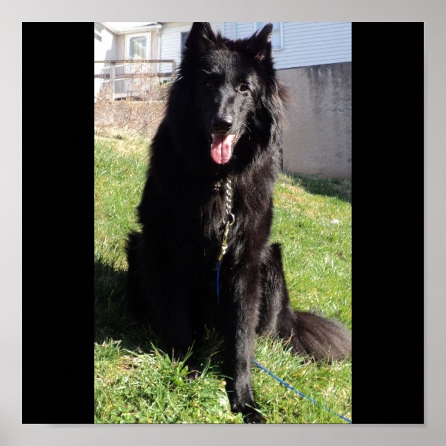 Affiches Le Berger belge alias "Le Loup noir" (Devant)