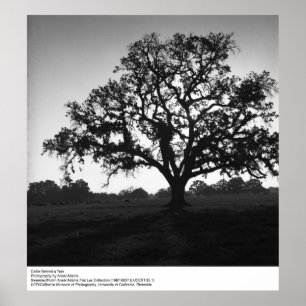 Affiches Le bétail derrière un arbre par Ansel Adams