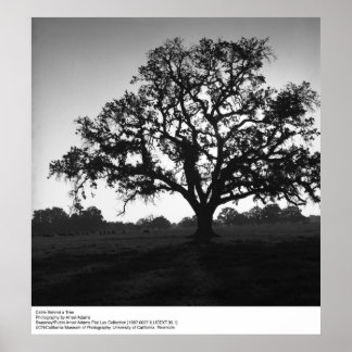 Affiches Le bétail derrière un arbre par Ansel Adams