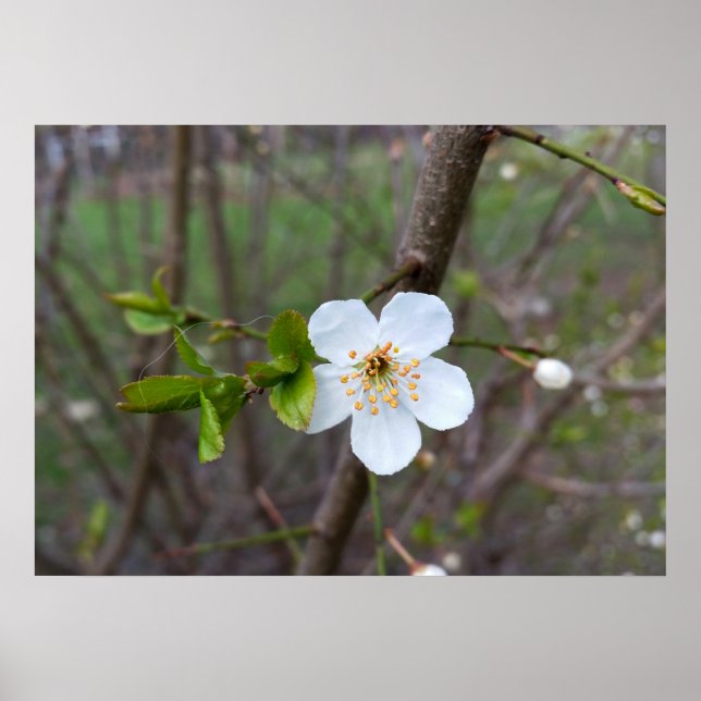 Affiches Le blanc du printemps (Devant)
