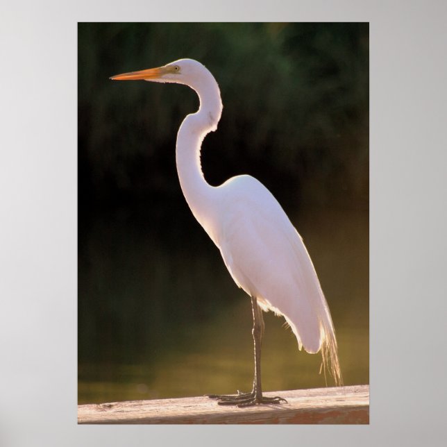 Affiches Le blanc insaisissable (Devant)