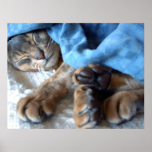 Affiches Le bleu de sommeil Aby le chat dans le bleu