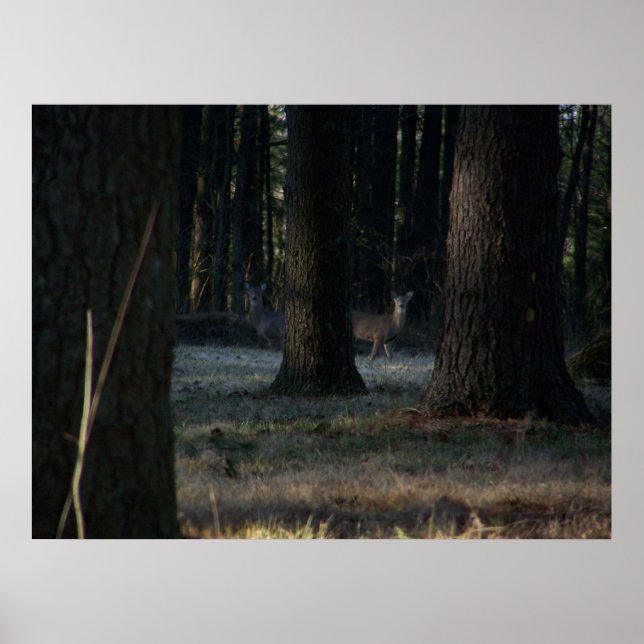 Affiches Le cerf caché (Devant)