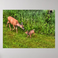Le cerf féminin et la faune sur l'herbe Photo de l