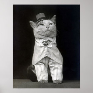 Affiches Le chat Dapper, 1906. Photo vintage