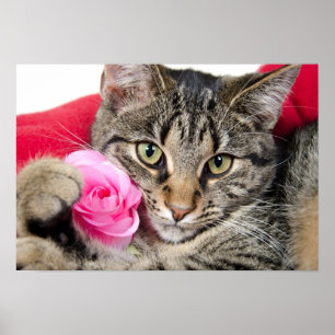 Affiches Le chat tigré mignon avec s'est levé