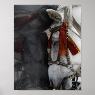 Affiches Le cheval de transport et sa réflexion