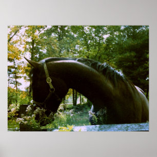 Affiches Le Cheval timide
