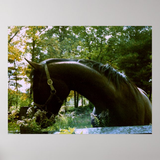 Affiches Le Cheval timide (Devant)