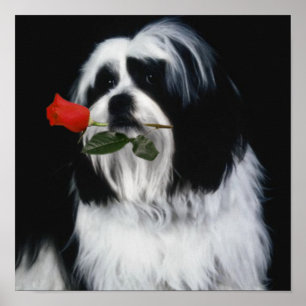 Affiches Le chien Shih Tzu