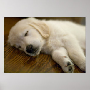 Affiches Le chiot de golden retriever prend un petit somme