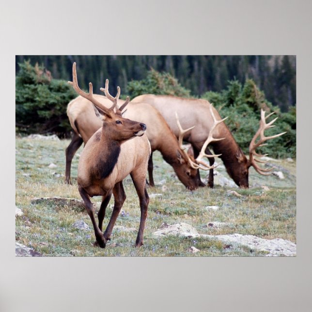 Affiches Le club Elks (Devant)