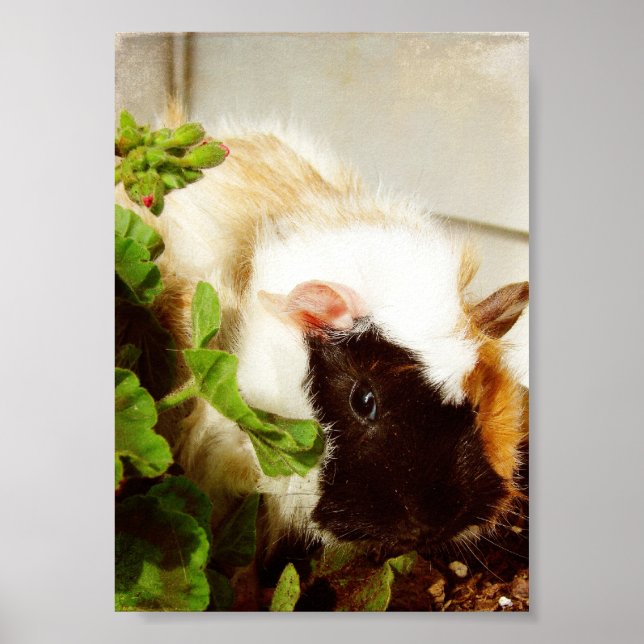 Affiches Le cochon de Guinée dans les fleurs (Devant)
