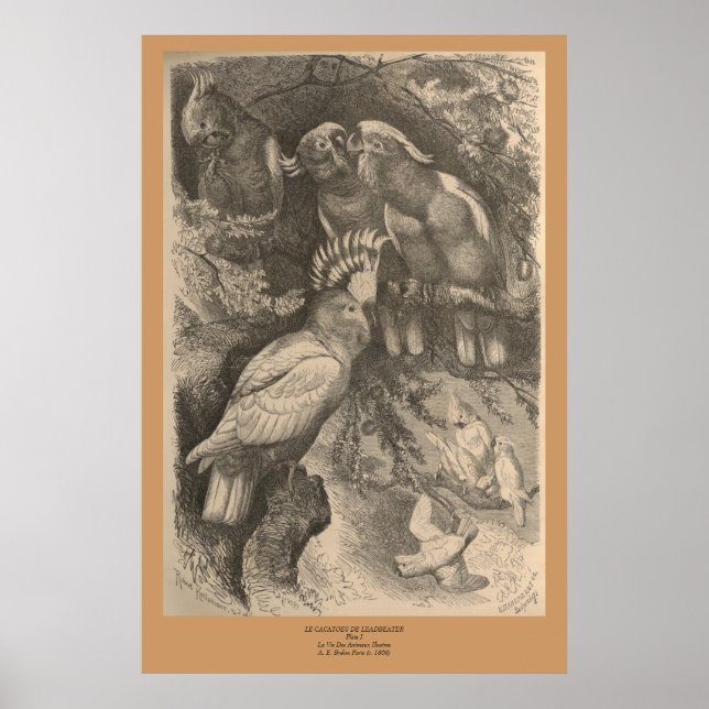 Affiches Le Cockatoo du leader (Devant)